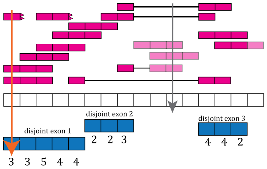 Base-pair coverage counting for exonic base-pairs. At each exonic base-pair we compute the number of reads overlapping that given base-pair. The first base (orange arrow) has 3 reads overlapping that base-pair. Base-pair 11 has a coverage of 3 but does not overlap known exonic sequence, so that information is not used for the gene and exon count matrices (grey arrow). If a read partially overlaps exonic sequence, only the portion that overlaps is used in the computation (see right most read).