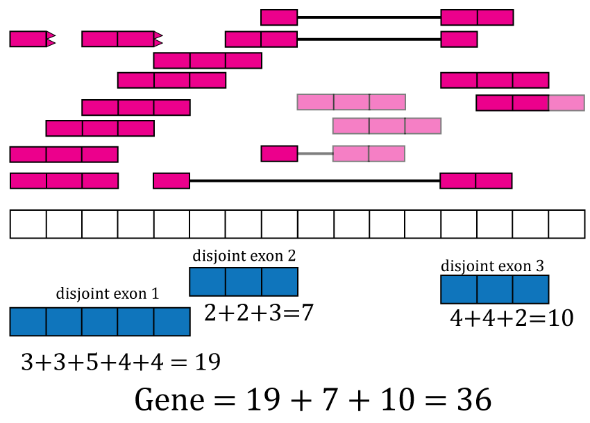 Exon and gene coverage counts. The coverage counts for each disjoint exon are the sum of the base-pair coverage. The gene coverage count is the sum of the disjoint exons coverage counts.