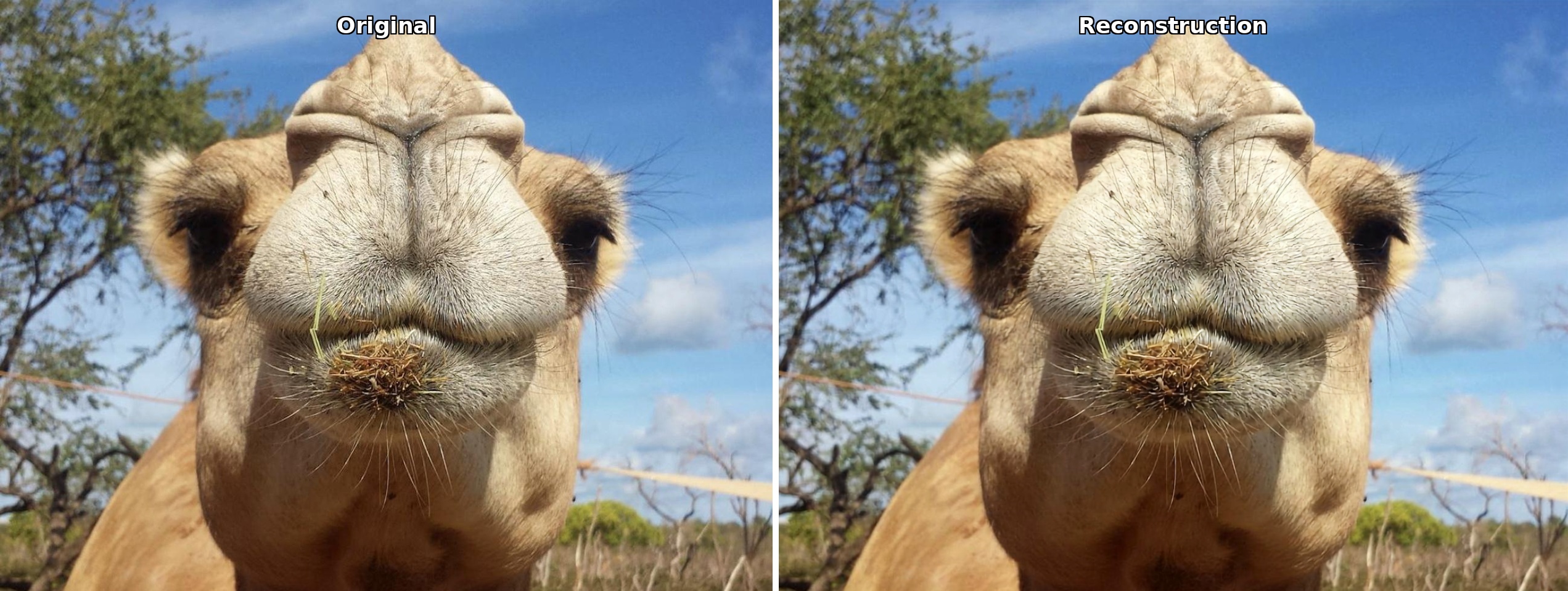 Camel closeup