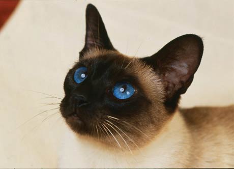 Siamese Cat