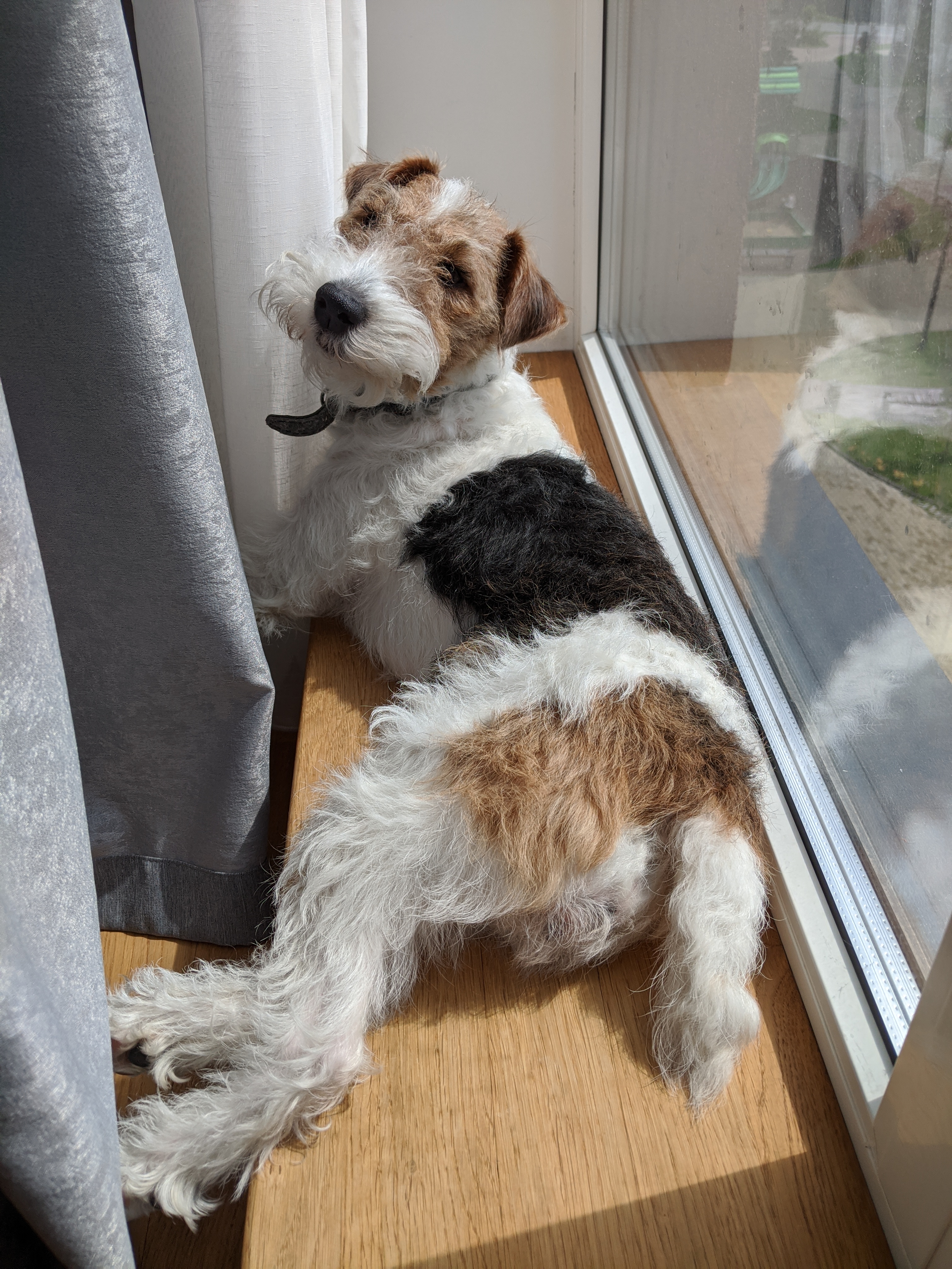 Photo of fox terrier