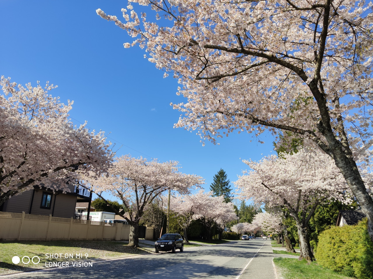 Beautiful Sakura 2