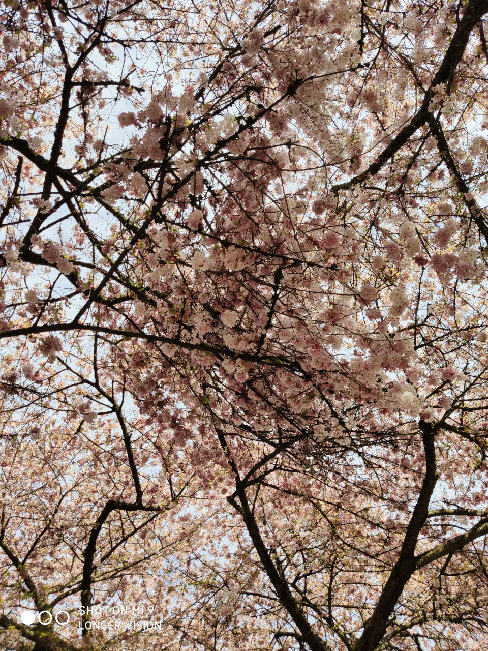 Beautiful Sakura 8