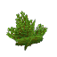 Plant_Bush_Green