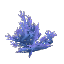 Plant_Coral_Bush_Blue