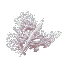 Dead Coral Bush
