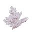 Dying Coral Bush