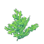 Plant_Coral_Bush_Green