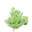 Plant_Coral_Bush_Lime