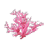 Plant_Coral_Bush_Pink