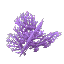 Plant_Coral_Bush_Purple