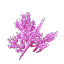 Plant_Coral_Bush_Violet