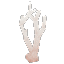 Dead Giant Coral Branch