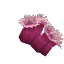 Plant_Coral_Model_Violet