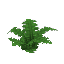 Plant_Fern_Forest
