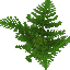 Giant Fern