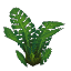 Plant_Fern_Jungle