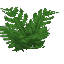 Plant_Fern_Winter