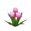 Plant_Flower_Common_Pink2