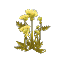 Plant_Flower_Hemlock