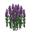 Plant_Flower_Tall_Purple