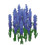 Plant_Flower_Tall_Violet