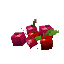 Plant_Fruit_Berries_Red