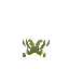 Plant_Grass_Gnarled_Short