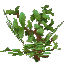 Apple Leaves