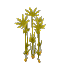 Plant_Reeds_Arid