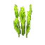 Plant_Reeds_Poison
