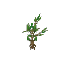 Banyan Sapling