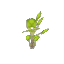 Plant_Sapling_Birch