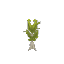 Bottletree Sapling