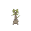 Gumboab Sapling