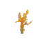 Palo Sapling