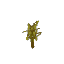 Sallow Sapling