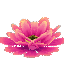 Prototype_Cacti_Flower_Giant_Pink