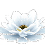 Prototype - Giant White Cactus Flower