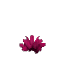 Prototype_Cactus_Flower_Pink