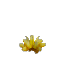 Prototype_Cactus_Flower_Yellow