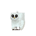 Snowy Owl