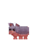 Wild Pig