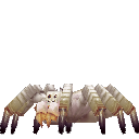Cave Spider