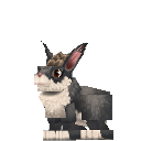 Tamed_Rabbit