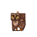 Temple_Owl_Brown