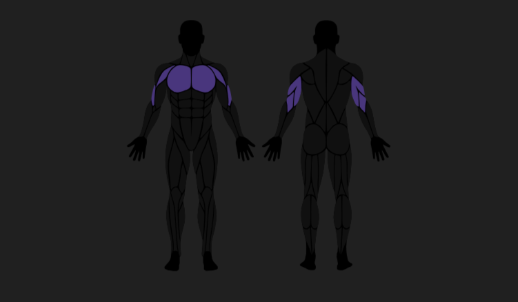 Screenshot of the muscle anatomy component
