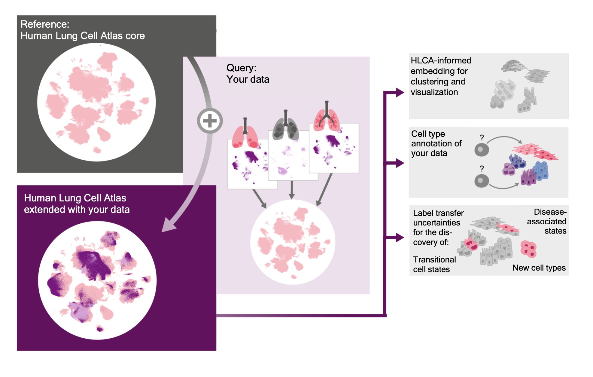 Mapping your data to the Human Lung Cell Atlas