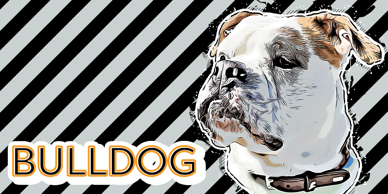 BullDog