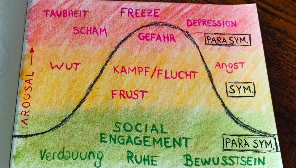 Wenn sich euer Body Arousal erhöht, kommt ihr in den gelben oder sogar roten Bereich. Mögliche Symptome sind in rot geschrieben. Ganz rechts an der Seite steht, ob in diesem Bereich der Sympathikus oder der Parasympathikus aktiver ist.